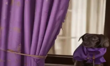 Grape juice, puppy, Creed, purple, curtain, vagina, mirror