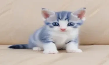 royal blue and white cute striped kitten