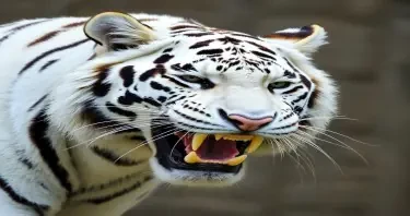 White Tiger with head to the side and mouth open showing teeth