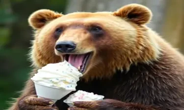 a photograph of a bear eating ice cream.