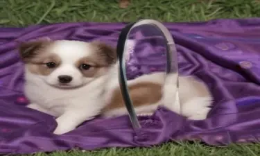 Grape juice, puppy, Creed, purple, grass curtain, vagina, mirror