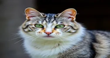 blue and white vertical striped cat