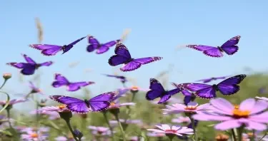 A group of purple butterflies Flying on a clear sunny day with plants and flowers around.