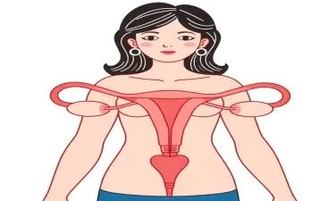 womans reproductive educational graphic
