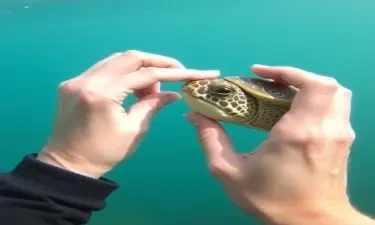 Pinch the turtle head off