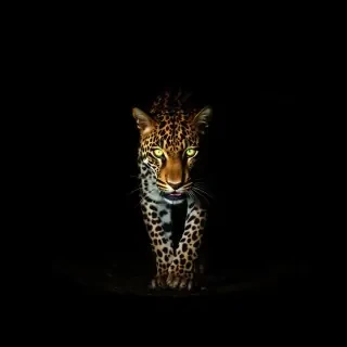 Leopard walking in dark forest with glowing eyes in the dark, faint light